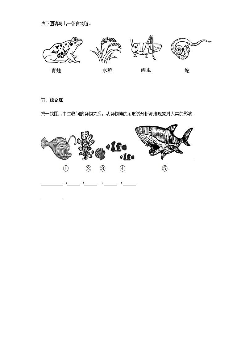 青岛版五年级科学下册 5.20食物链 同步练习（含答案）第3页