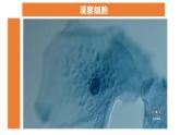 1.5 观察更多的生物细胞 教科版（课件+教案+素材）