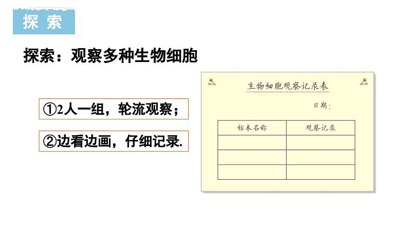 1.5 观察更多的生物细胞 教科版（课件+教案+素材）06