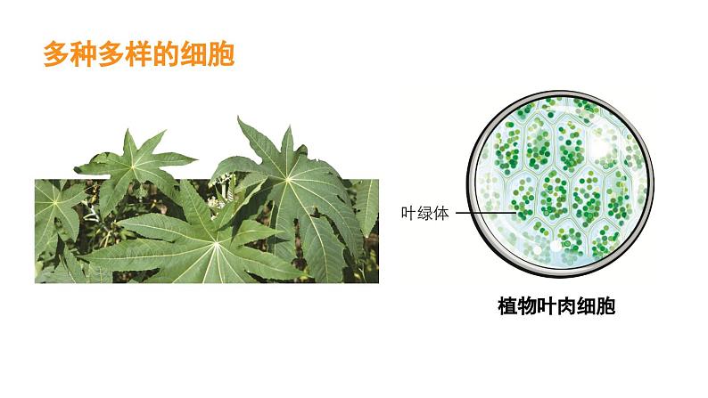 1.5 观察更多的生物细胞 教科版（课件+教案+素材）08