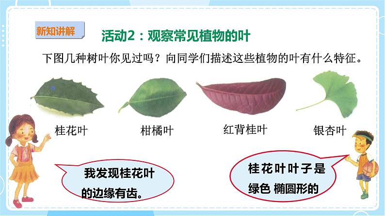 【粤教粤科版】二上科学  1.1 枫树与竹子（课件+教案+练习）05