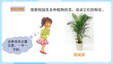 小学科学第1单元 身边的植物2 樟树与彩叶草公开课课件ppt_ppt04