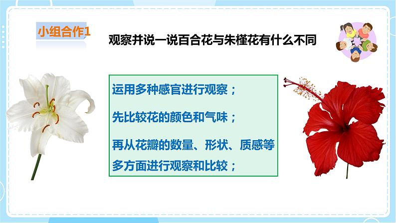 【粤教粤科版】二上科学  1.3 百合与朱槿（课件+教案+练习）04