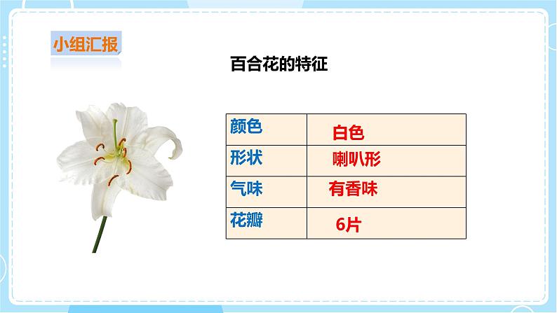 【粤教粤科版】二上科学  1.3 百合与朱槿（课件+教案+练习）05