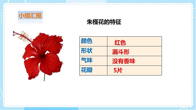【粤教粤科版】二上科学  1.3 百合与朱槿（课件+教案+练习）06