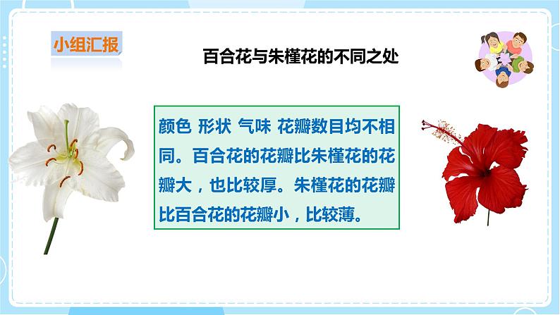【粤教粤科版】二上科学  1.3 百合与朱槿（课件+教案+练习）07