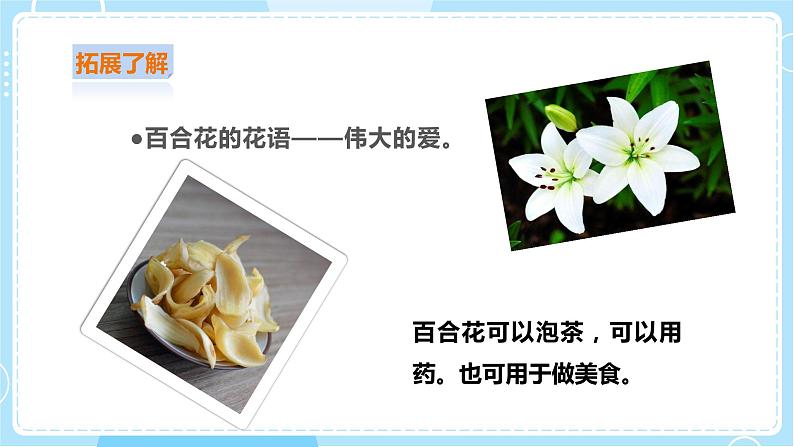 【粤教粤科版】二上科学  1.3 百合与朱槿（课件+教案+练习）08