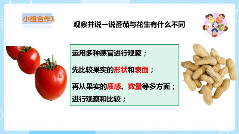 【粤教粤科版】二上科学  1.4 番茄与花生（课件+教案+练习）05