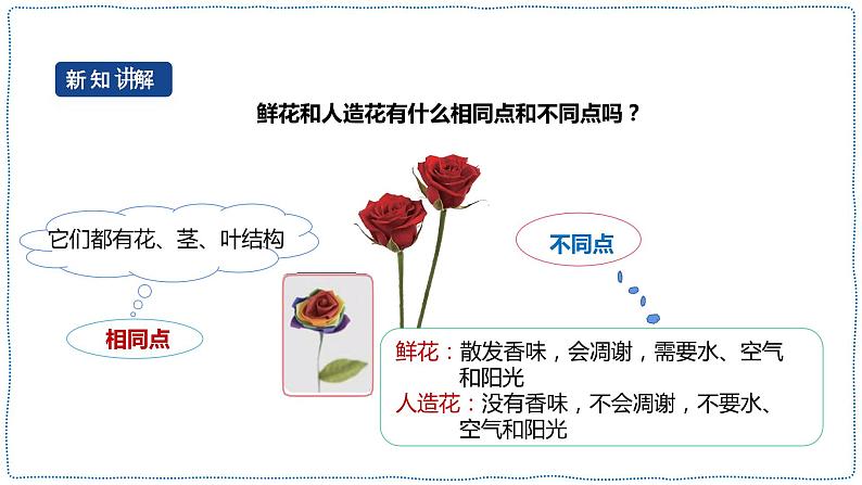 人教鄂教版四下【新课标】3.9《生物与非生物》课件PPT+教案06