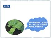 人教鄂教版四下【新课标】3.10《不同环境中的植物》课件PPT+教案