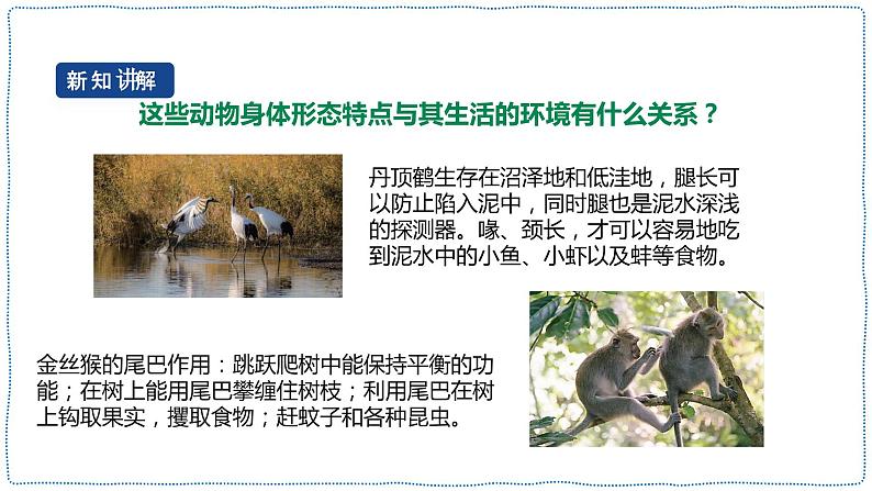人教鄂教版四下【新课标】3.11《不同环境中的动物》课件PPT+教案06