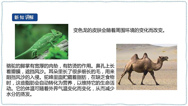 人教鄂教版四下【新课标】3.11《不同环境中的动物》课件PPT+教案07