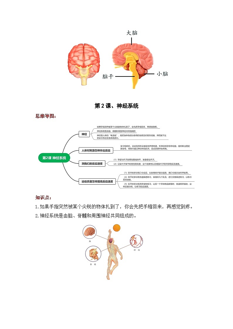 【期末复习】第一单元 心和脑——五年级下册科学单元知识点总结（青岛版）02