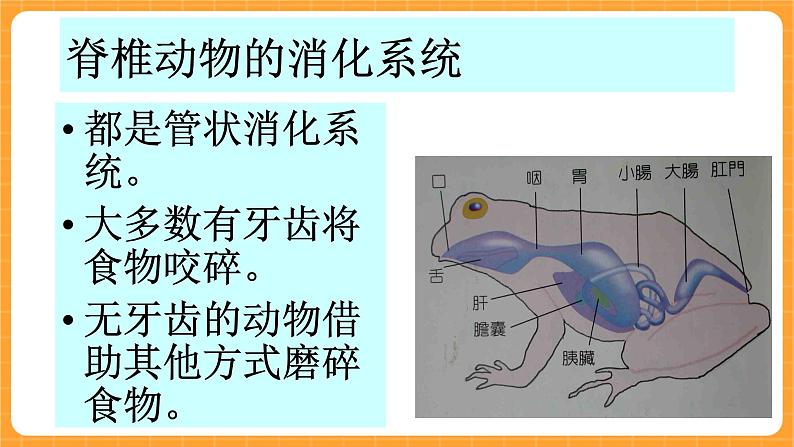 《9.动物怎样吃食物》教案+课件05