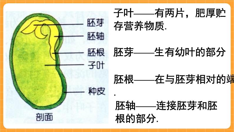 《13.种子的构造》六课时 教案+课件03