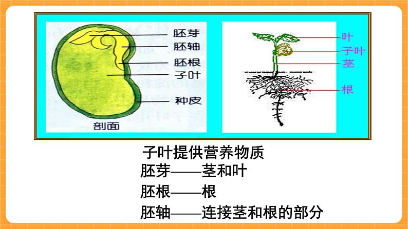 《13.种子的构造》六课时 教案+课件04