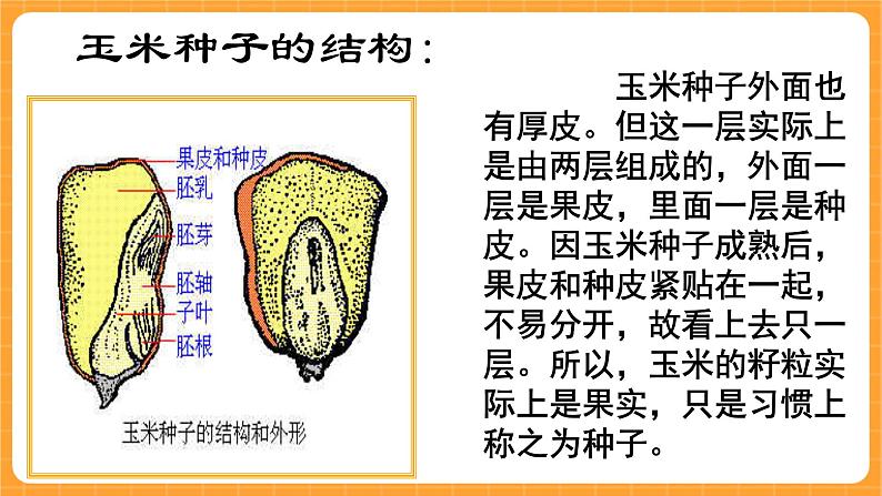 《13.种子的构造》六课时 教案+课件05