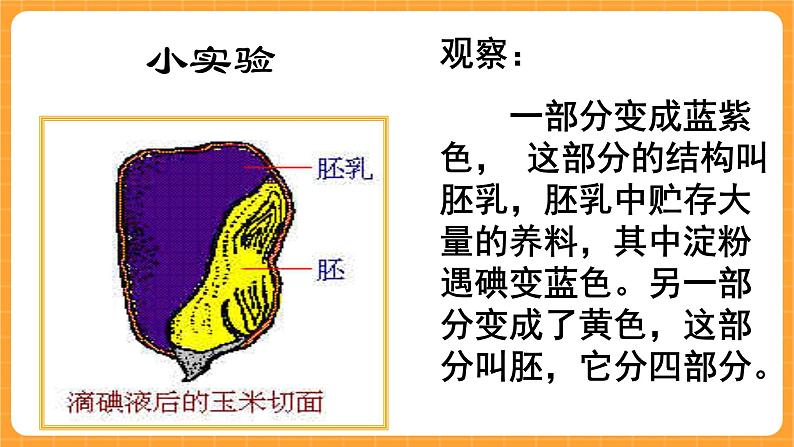 《13.种子的构造》六课时 教案+课件06