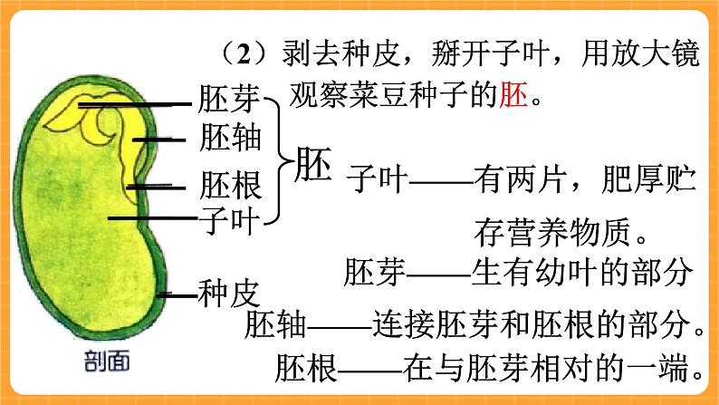 《13.种子的构造》六课时 教案+课件06