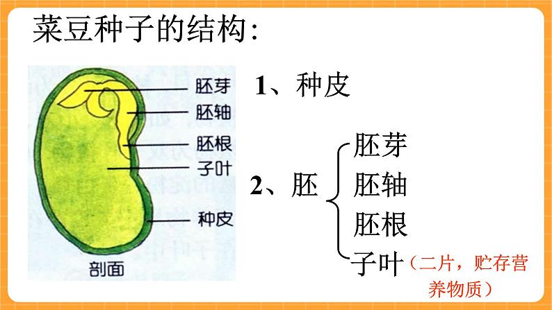 《13.种子的构造》六课时 教案+课件07