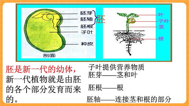 《13.种子的构造》六课时 教案+课件08