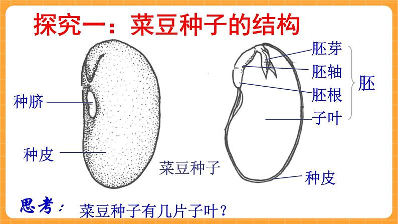 《13.种子的构造》六课时 教案+课件02