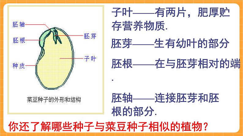 《13.种子的构造》六课时 教案+课件03