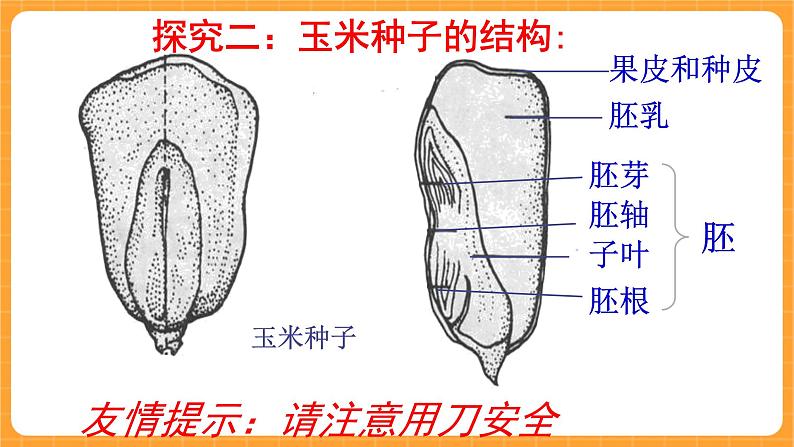 《13.种子的构造》六课时 教案+课件04