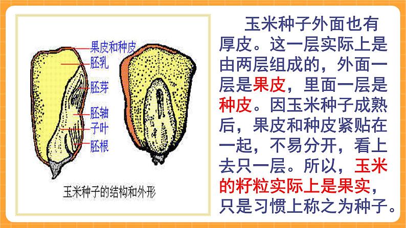 《13.种子的构造》六课时 教案+课件05