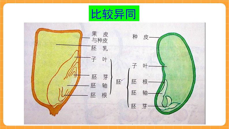 《13.种子的构造》六课时 教案+课件08