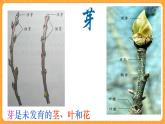 《14.植物怎样度过一生》三课时 教案+课件