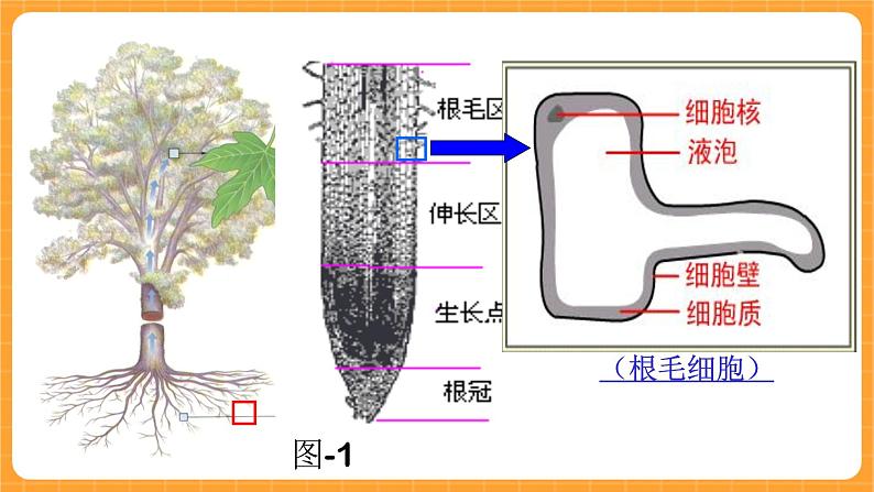 《15.植物怎样喝水》教案+课件03
