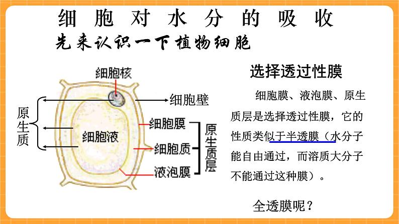 《15.植物怎样喝水》教案+课件04