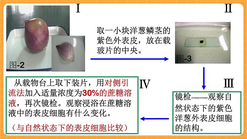 《15.植物怎样喝水》教案+课件05