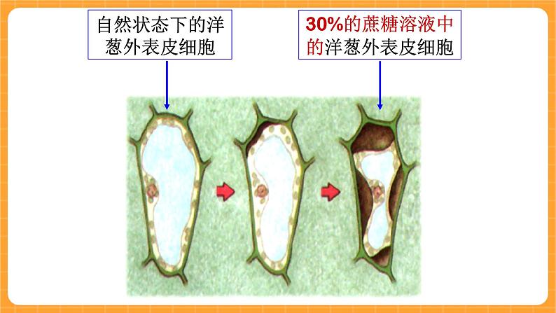 《15.植物怎样喝水》教案+课件06