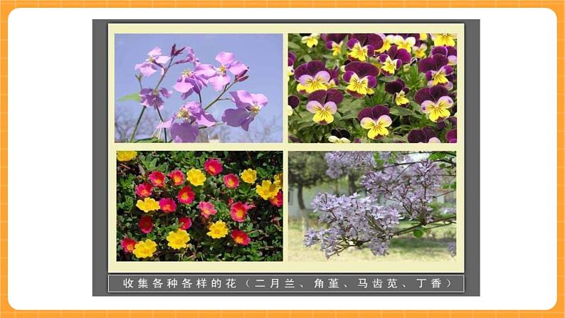 《9.花的构造》第一课时 课件第5页