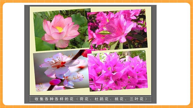 《9.花的构造》第一课时 课件第6页