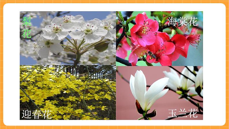 《9.花的构造》第四课时 课件第2页