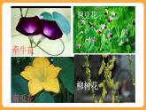 《9.花的构造》第四课时 教案+课件