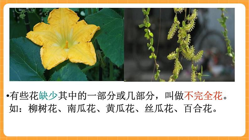 《9.花的构造》第四课时 课件第8页