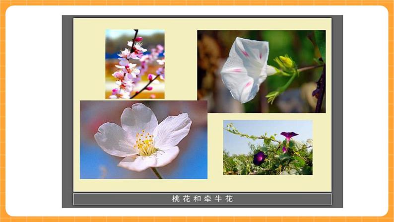 《10.各种各样的花》第一课时 教案+课件03