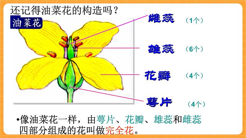 《10.各种各样的花》第一课时 教案+课件07