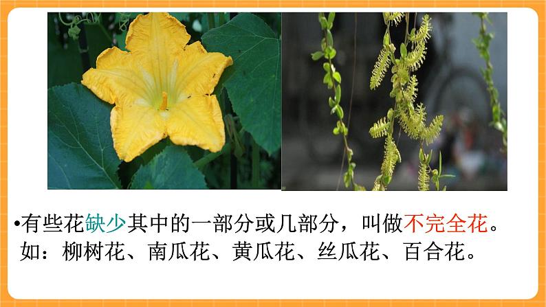 《10.各种各样的花》第一课时 教案+课件08