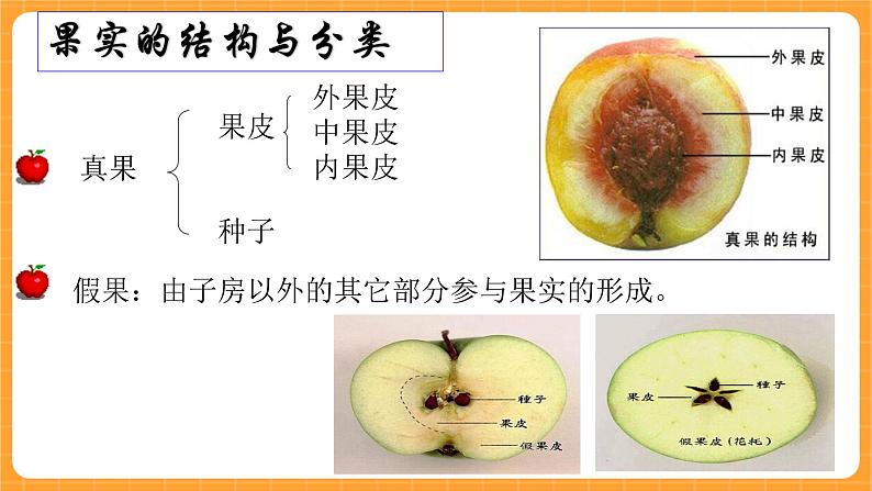 《11.果实的结构》第一课时 课件第2页