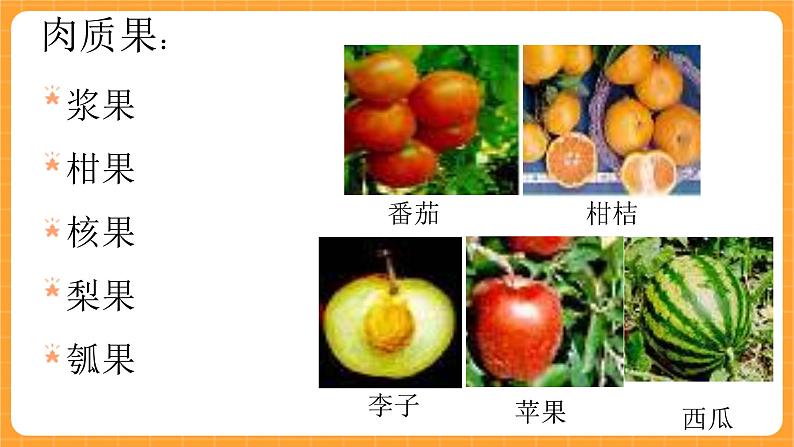 《11.果实的结构》第一课时 课件第5页