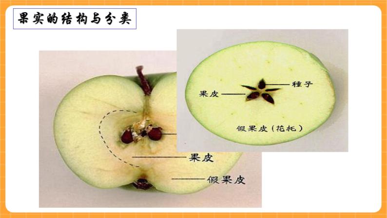 小学科学首师大版四年级下册11.果实的结构优秀课件ppt-教习网|课件下载