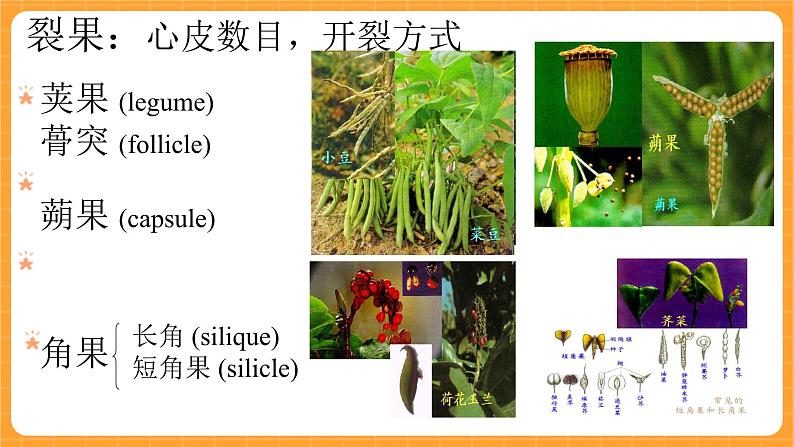 《11.果实的结构》第一课时 课件第7页