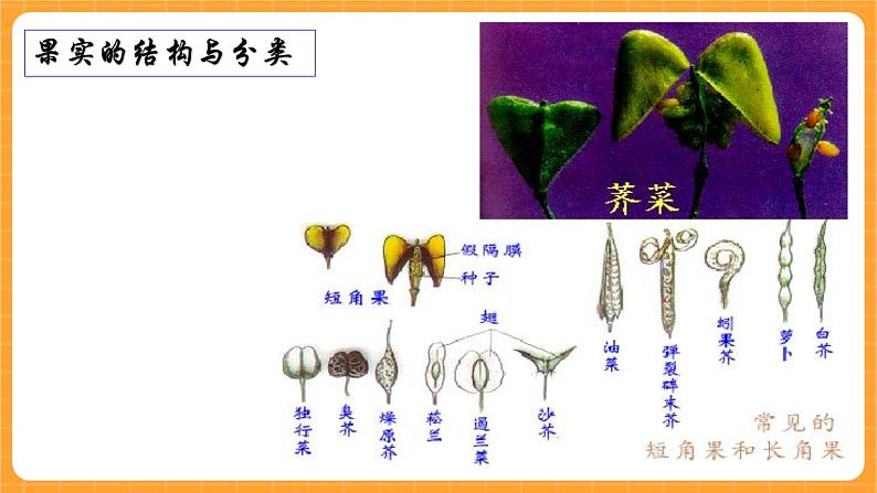 《11.果实的结构》第一课时 课件第8页