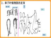 《12.果实的形成》教案+课件