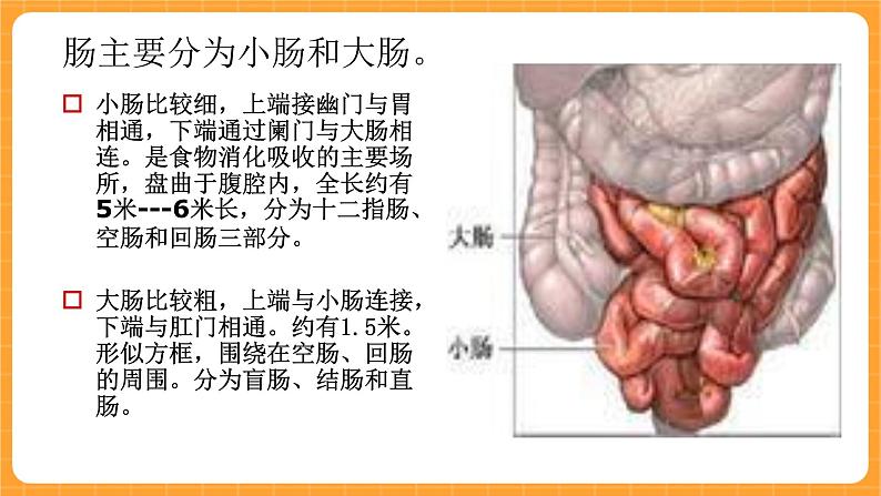 《14.爱护胃和肠》课件第7页